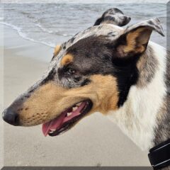 Hermes der Kurzhaarcollie
